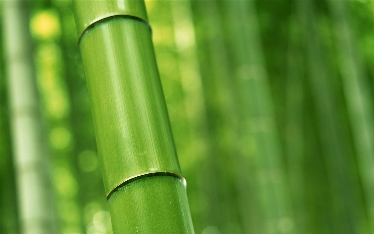 Green bamboo wallpaper albums #16 - 1280x800