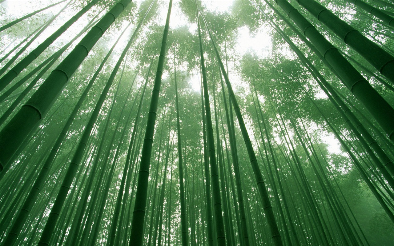 绿色竹林 壁纸专辑17 - 1280x800