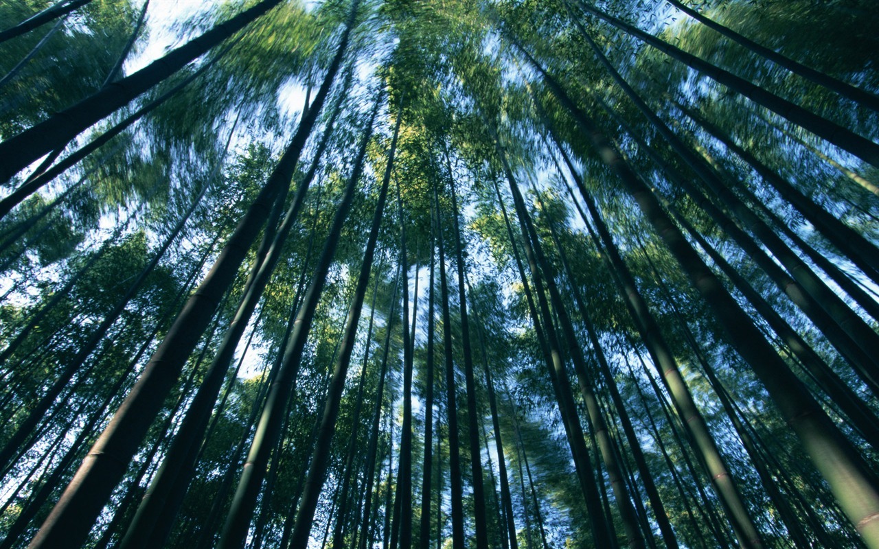 綠色竹林 壁紙專輯 #18 - 1280x800