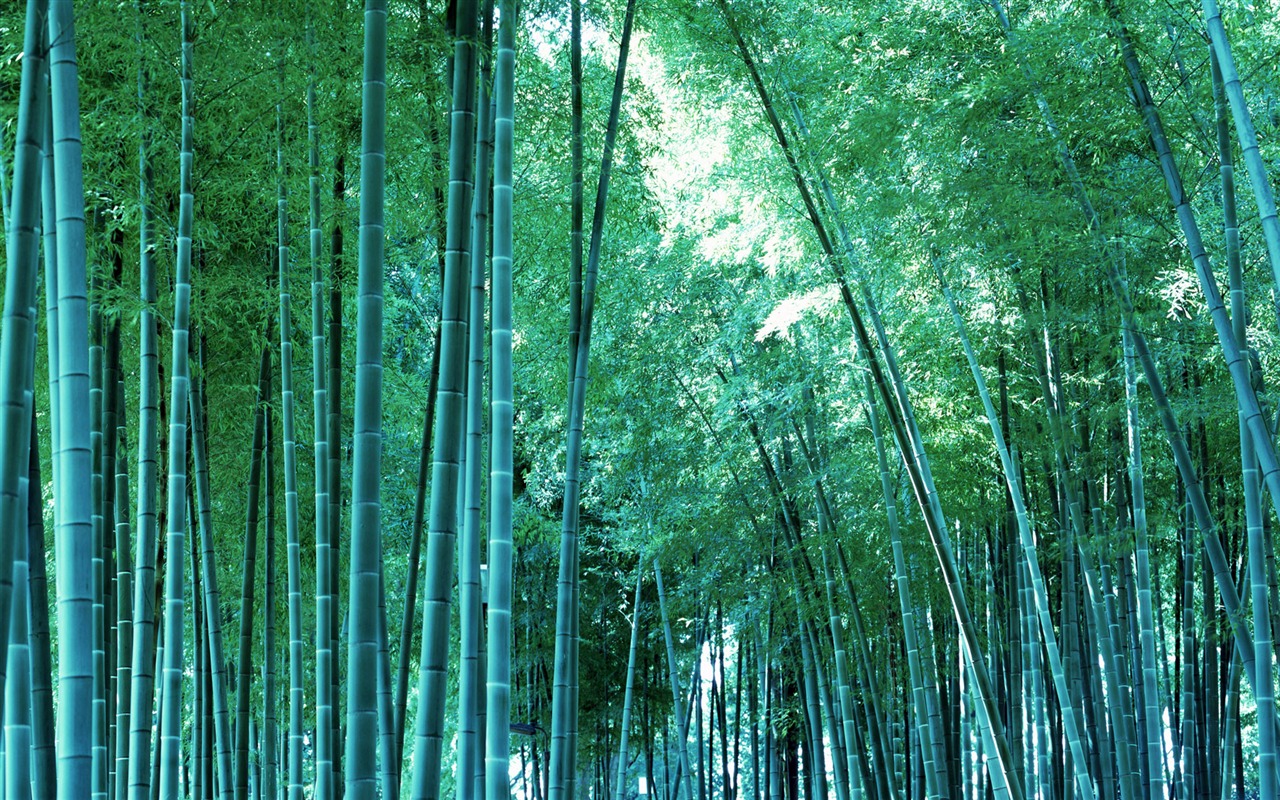 Zelené bambusové tapety alba #19 - 1280x800