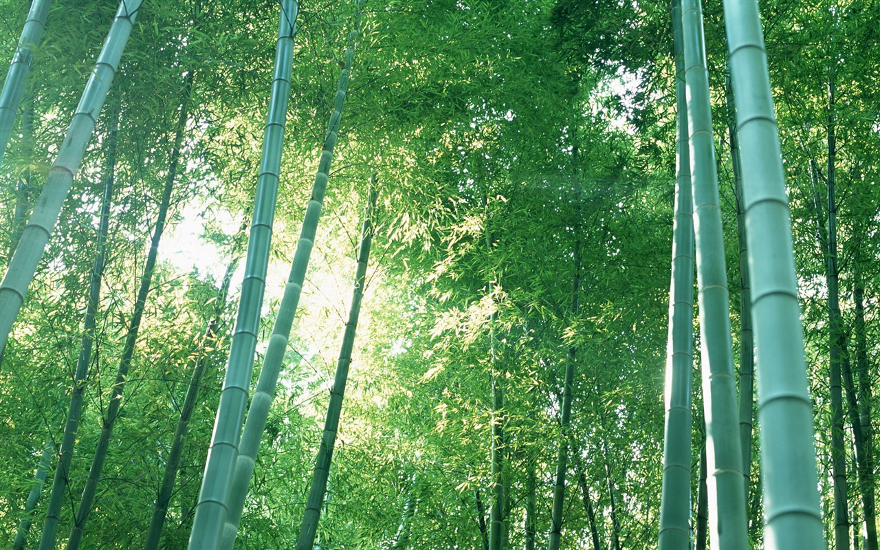 绿色竹林 壁纸专辑20 - 1280x800