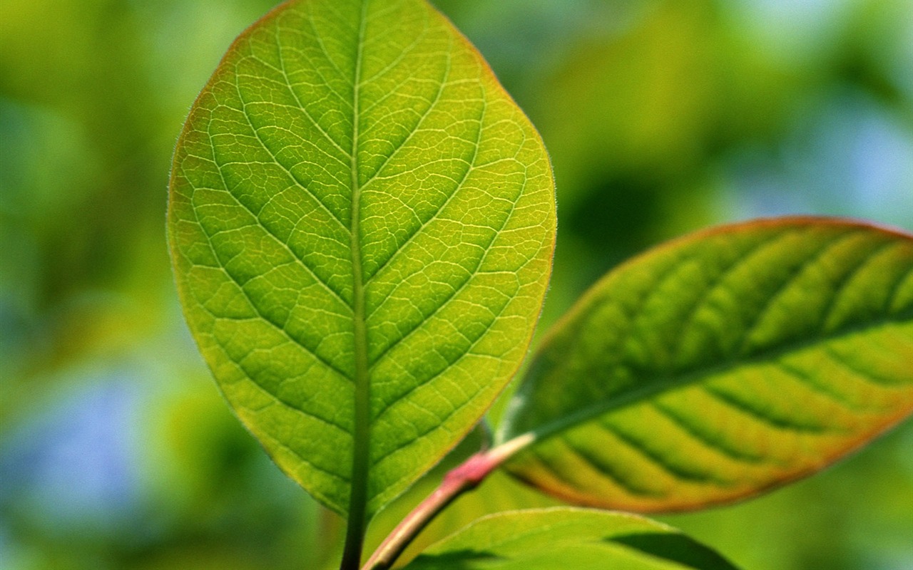 Green leaf photo wallpaper (1) #5 - 1280x800