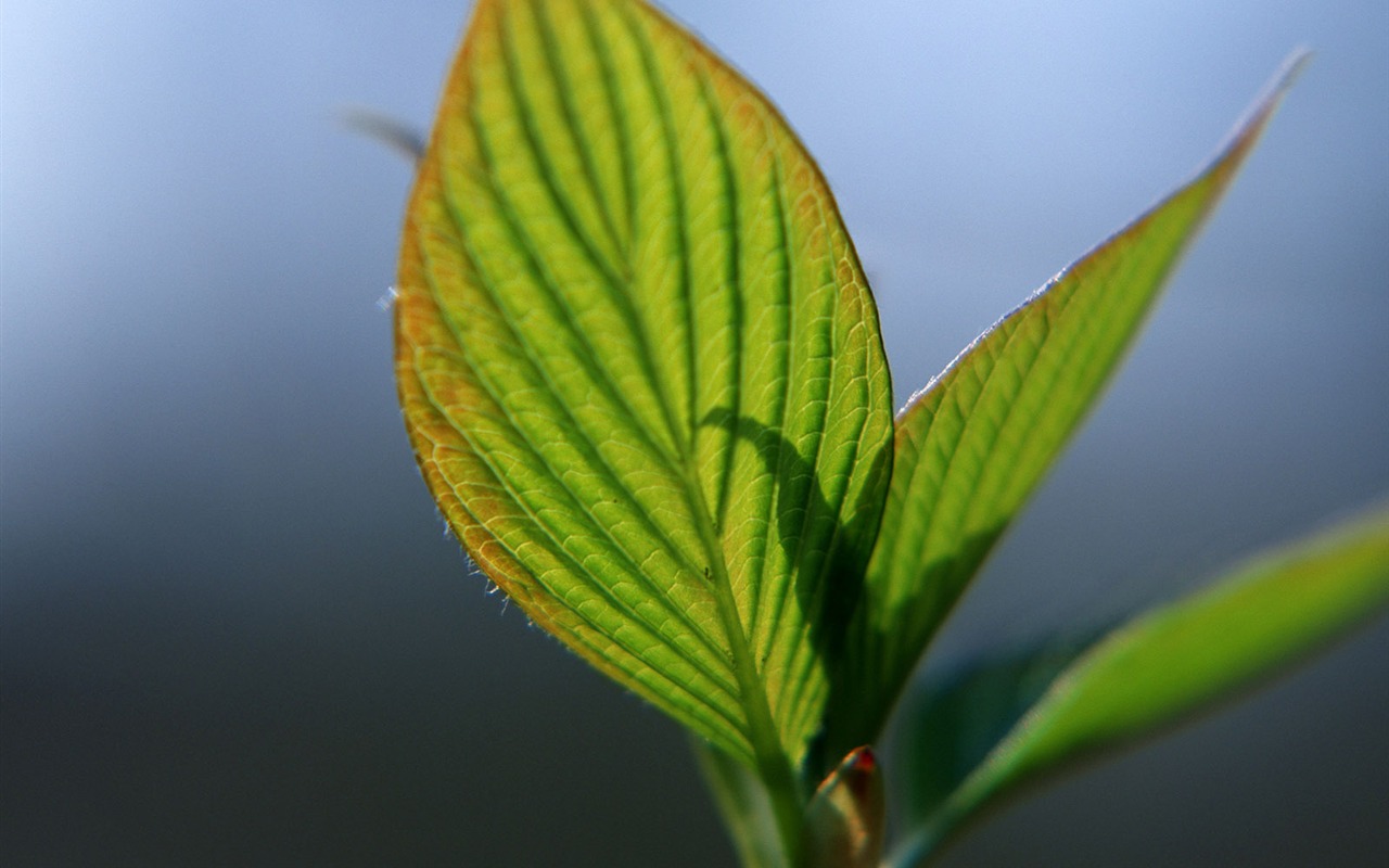 Fond d'écran vert photo feuille (1) #6 - 1280x800