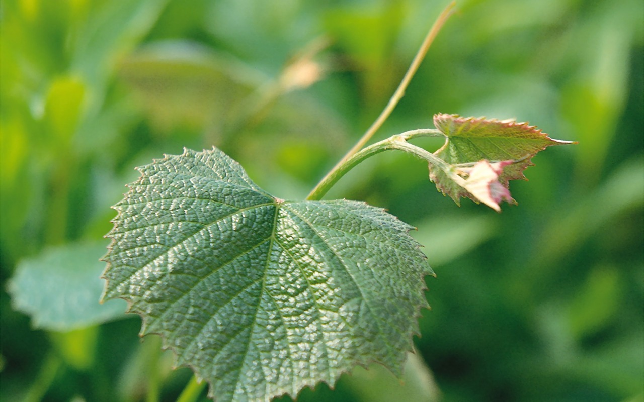 Fond d'écran vert photo feuille (1) #7 - 1280x800