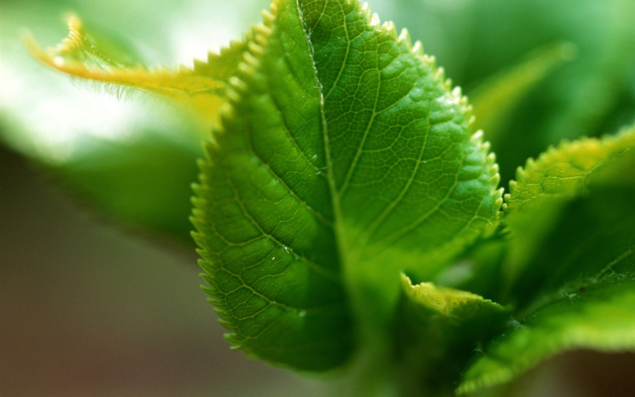 Fond d'écran vert photo feuille (1) #8 - 1280x800