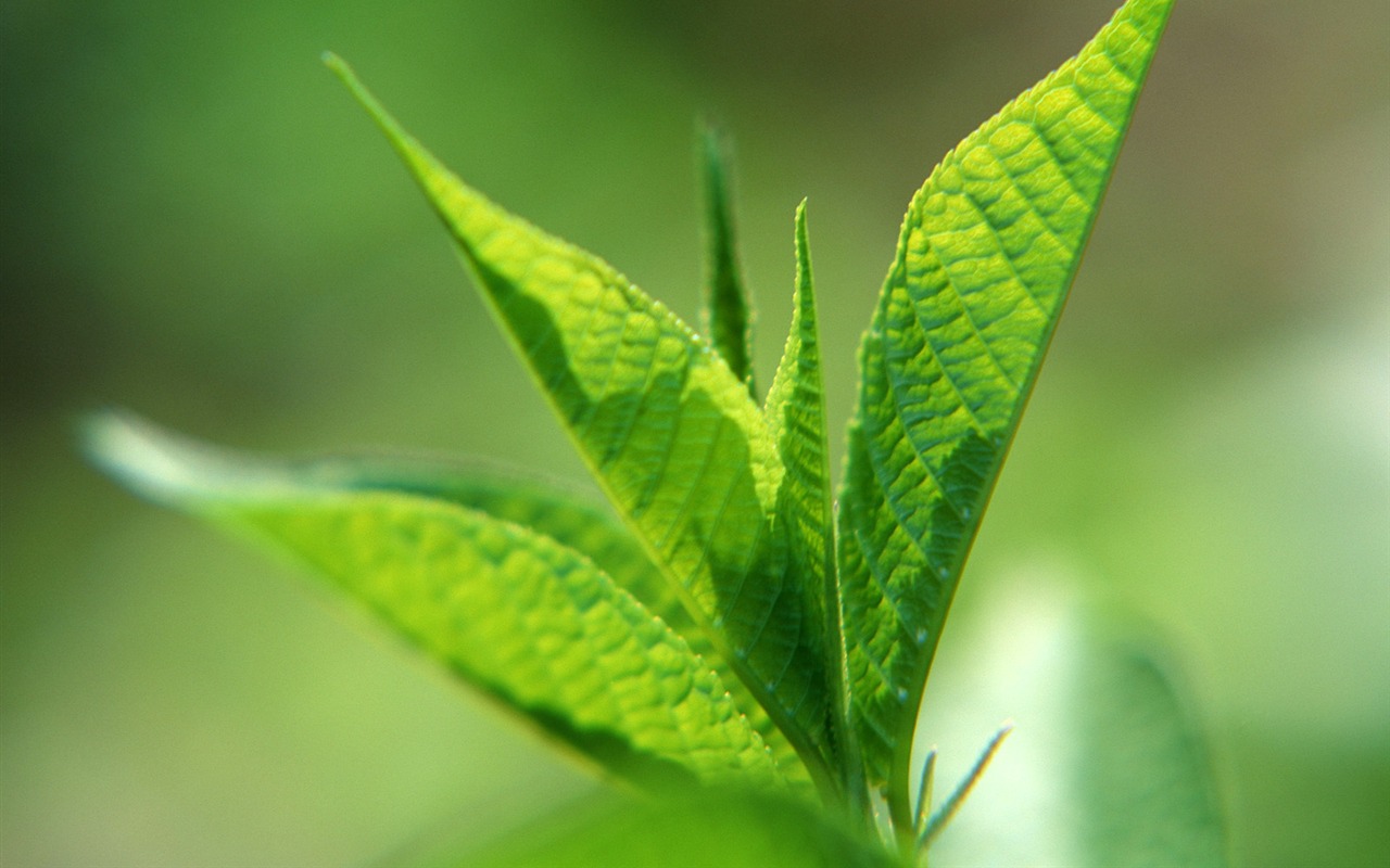 Fond d'écran vert photo feuille (1) #11 - 1280x800