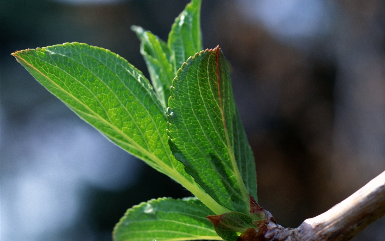 Fond d'écran vert photo feuille (1) #12 - 1280x800