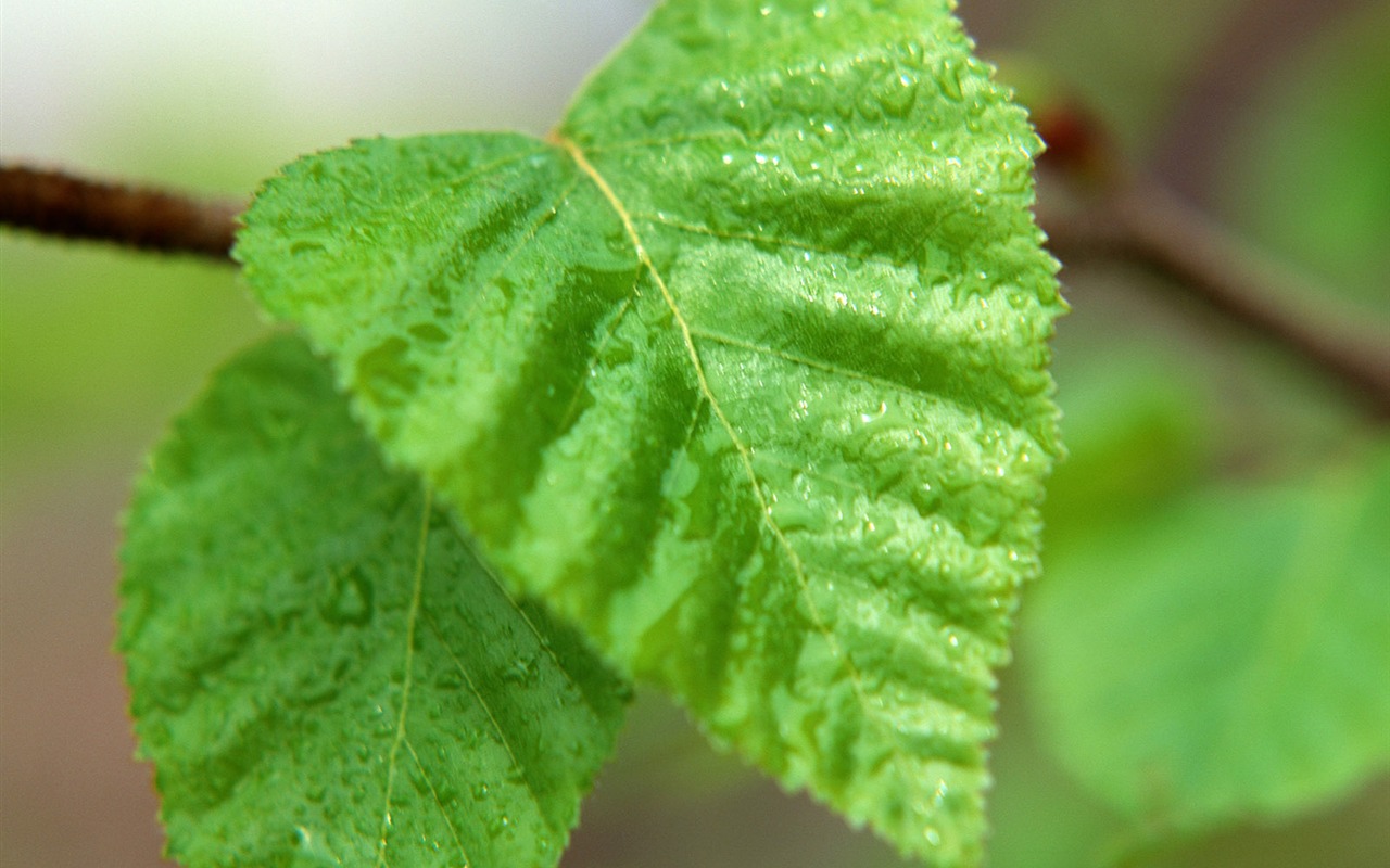 Fond d'écran vert photo feuille (1) #13 - 1280x800