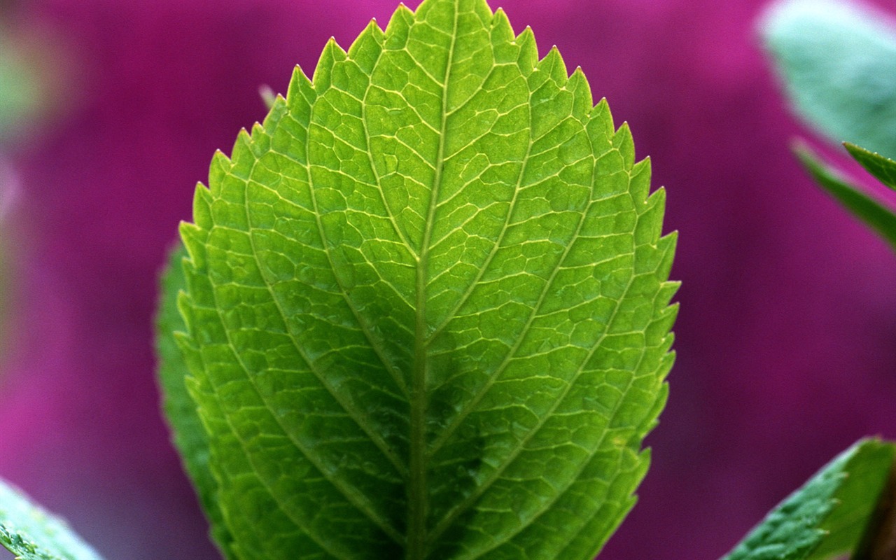 Fondos de escritorio de hoja verde de fotos (1) #14 - 1280x800