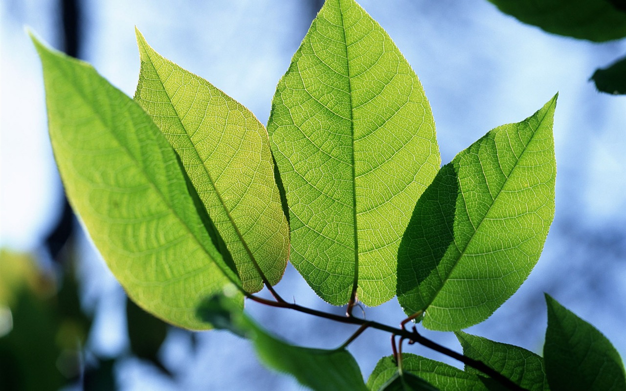 绿叶写真 壁纸(一)15 - 1280x800