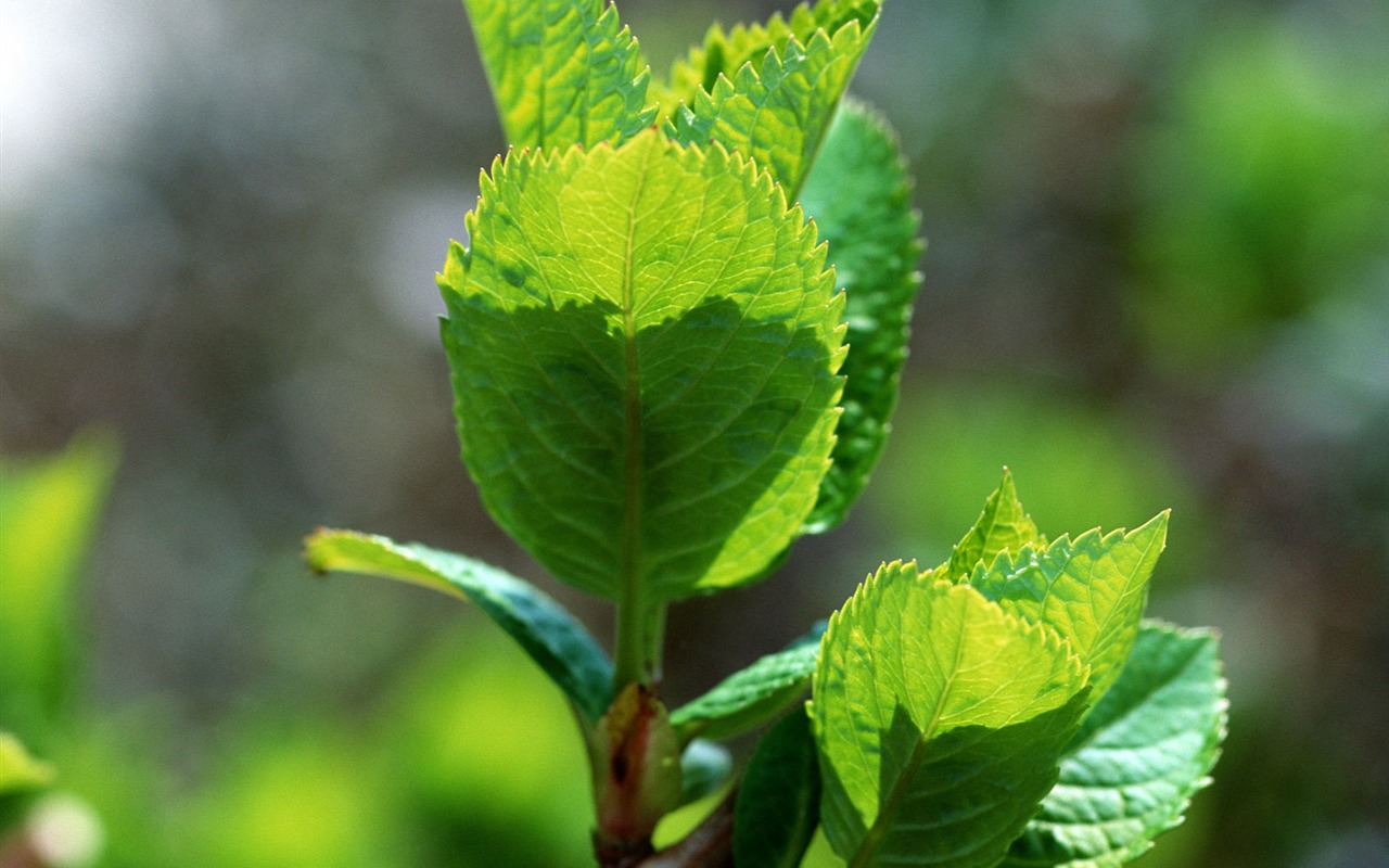 Fond d'écran vert photo feuille (1) #18 - 1280x800