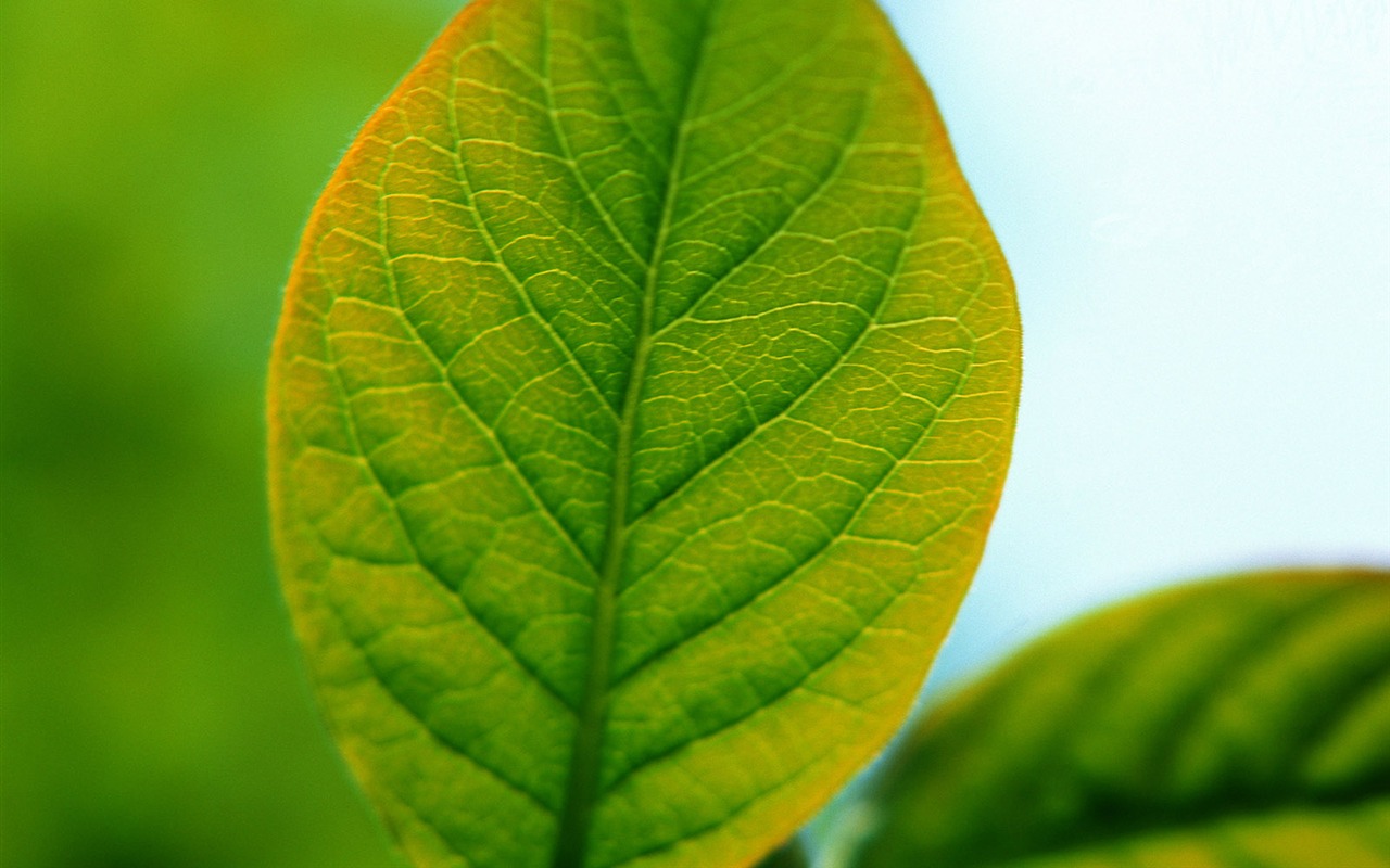 Fond d'écran vert photo feuille (1) #19 - 1280x800