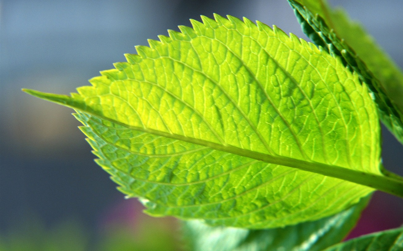 Fond d'écran vert photo feuille (1) #20 - 1280x800