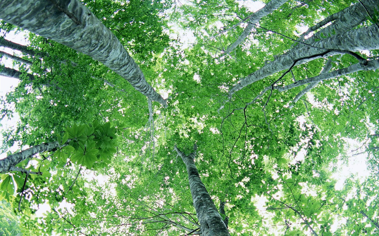 녹색 잎 사진 벽지 (2) #2 - 1280x800