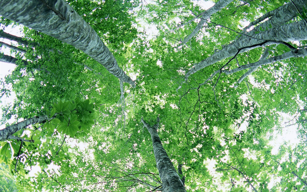 Green leaf photo wallpaper (2) #2 - 1280x800