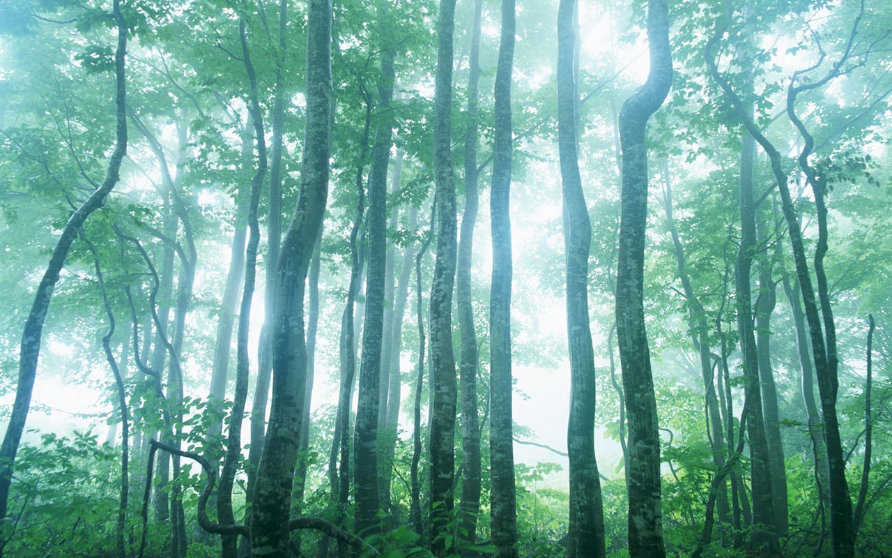 綠葉寫真 壁紙(二) #4 - 1280x800