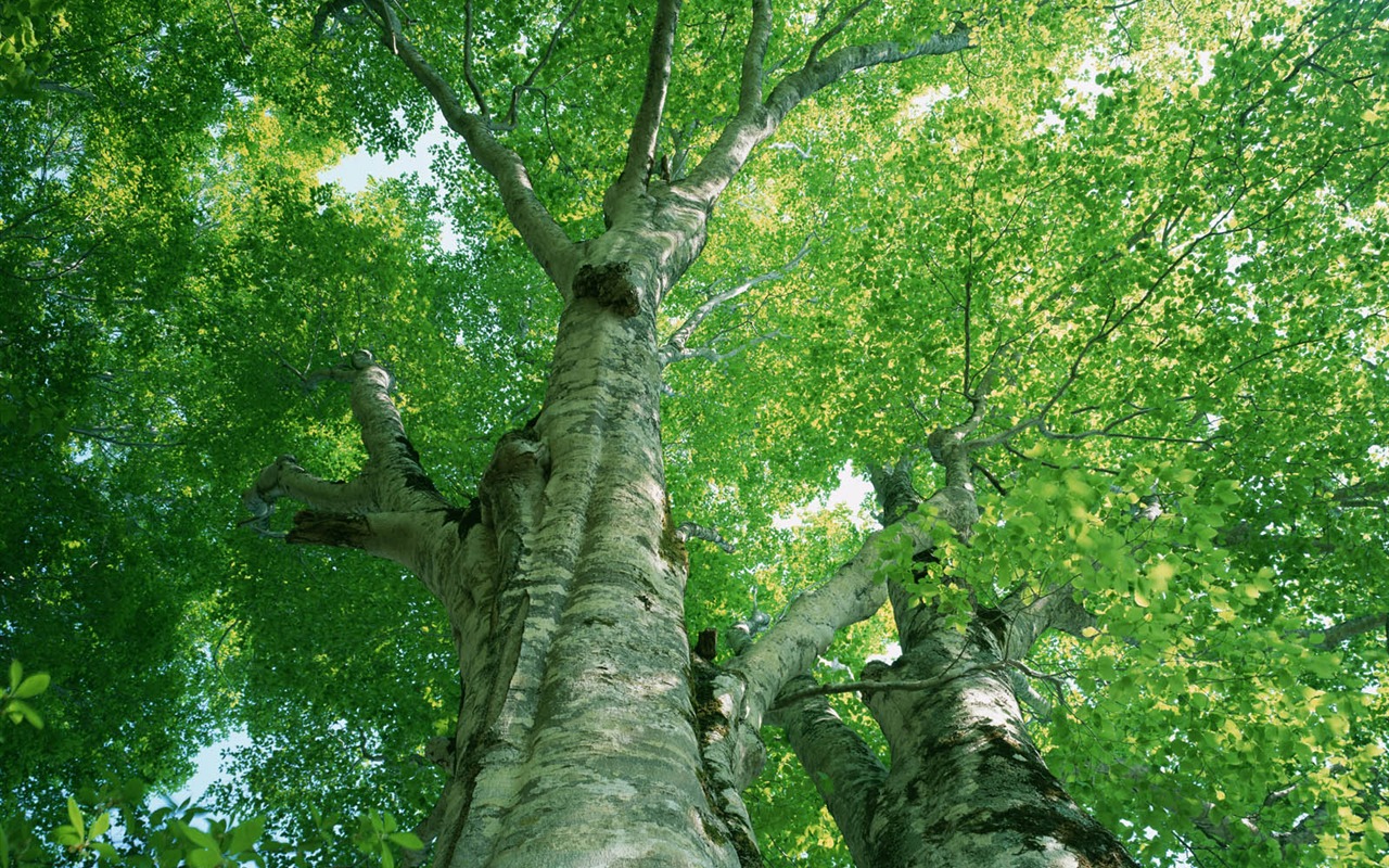Green leaf photo wallpaper (2) #6 - 1280x800