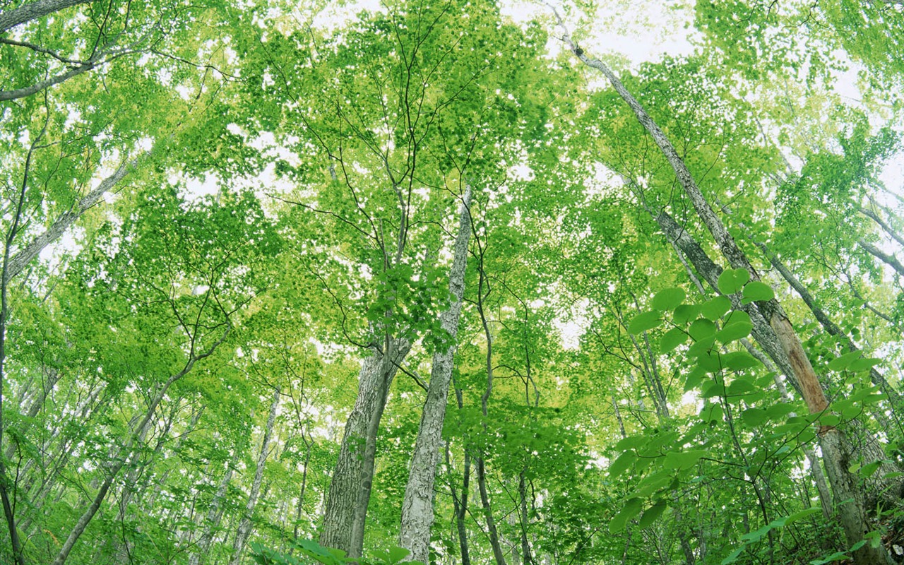 녹색 잎 사진 벽지 (2) #8 - 1280x800