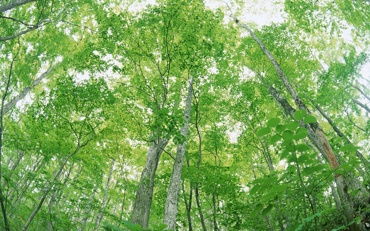 綠葉寫真 壁紙(二) #8 - 1280x800
