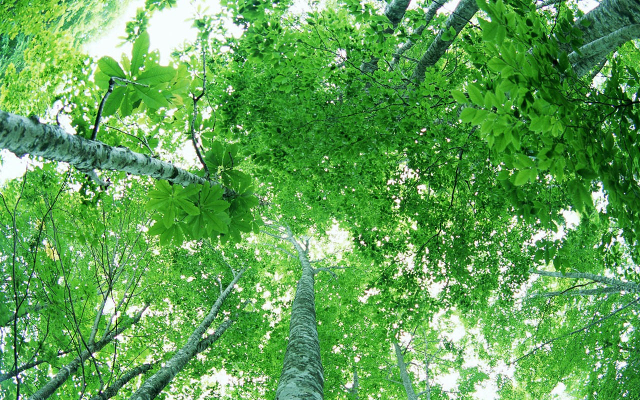 녹색 잎 사진 벽지 (2) #9 - 1280x800