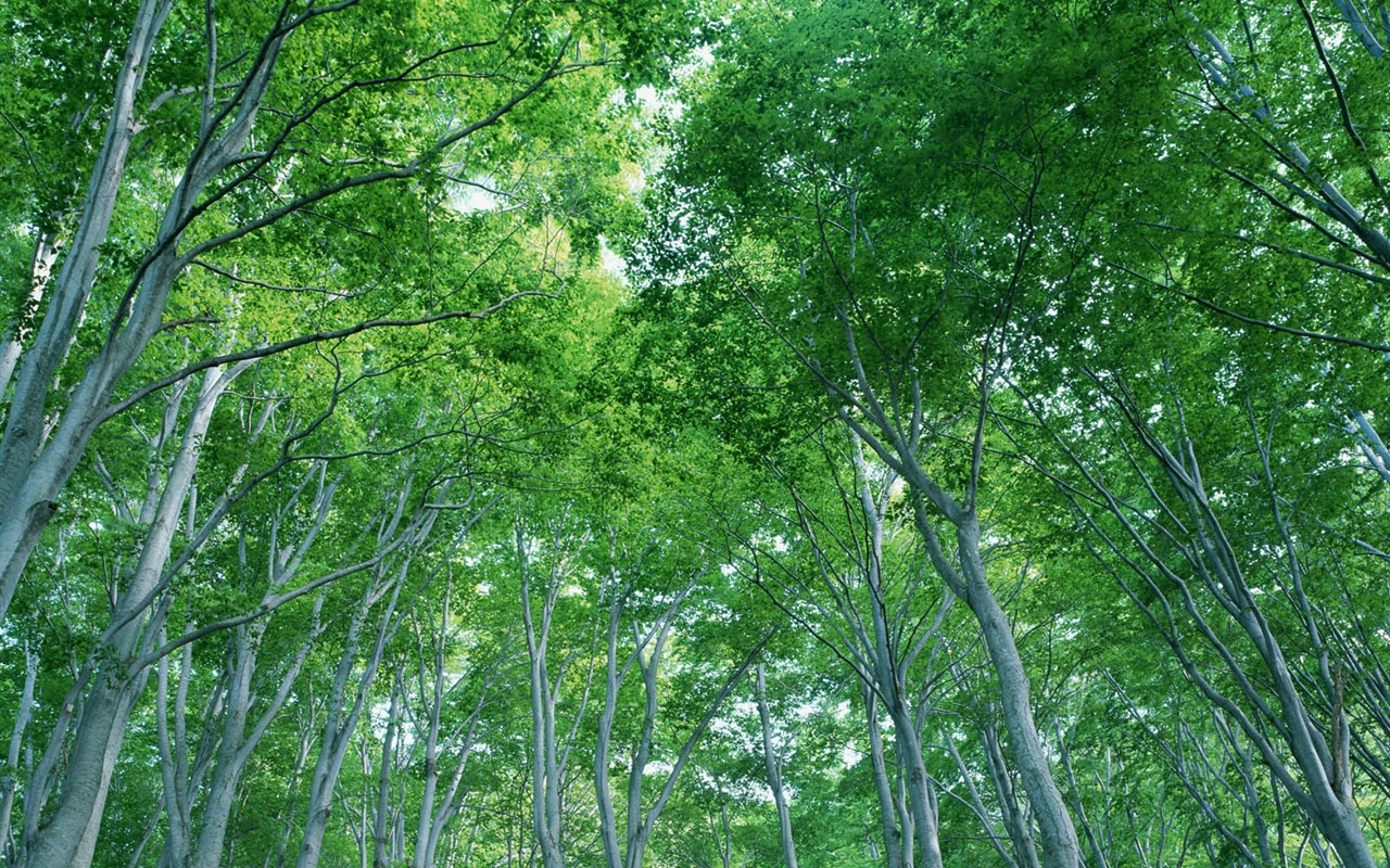 녹색 잎 사진 벽지 (2) #11 - 1280x800