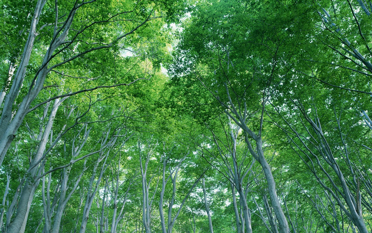 綠葉寫真 壁紙(二) #11 - 1280x800