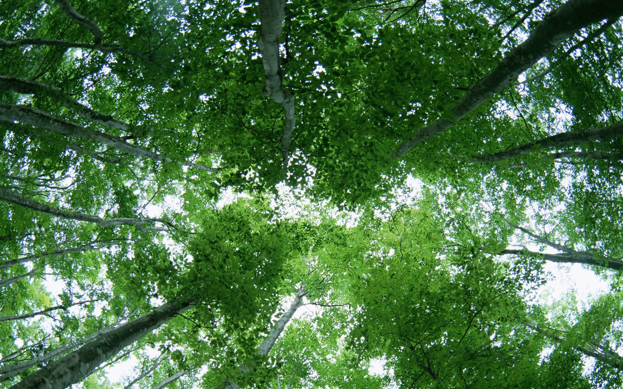 녹색 잎 사진 벽지 (2) #12 - 1280x800