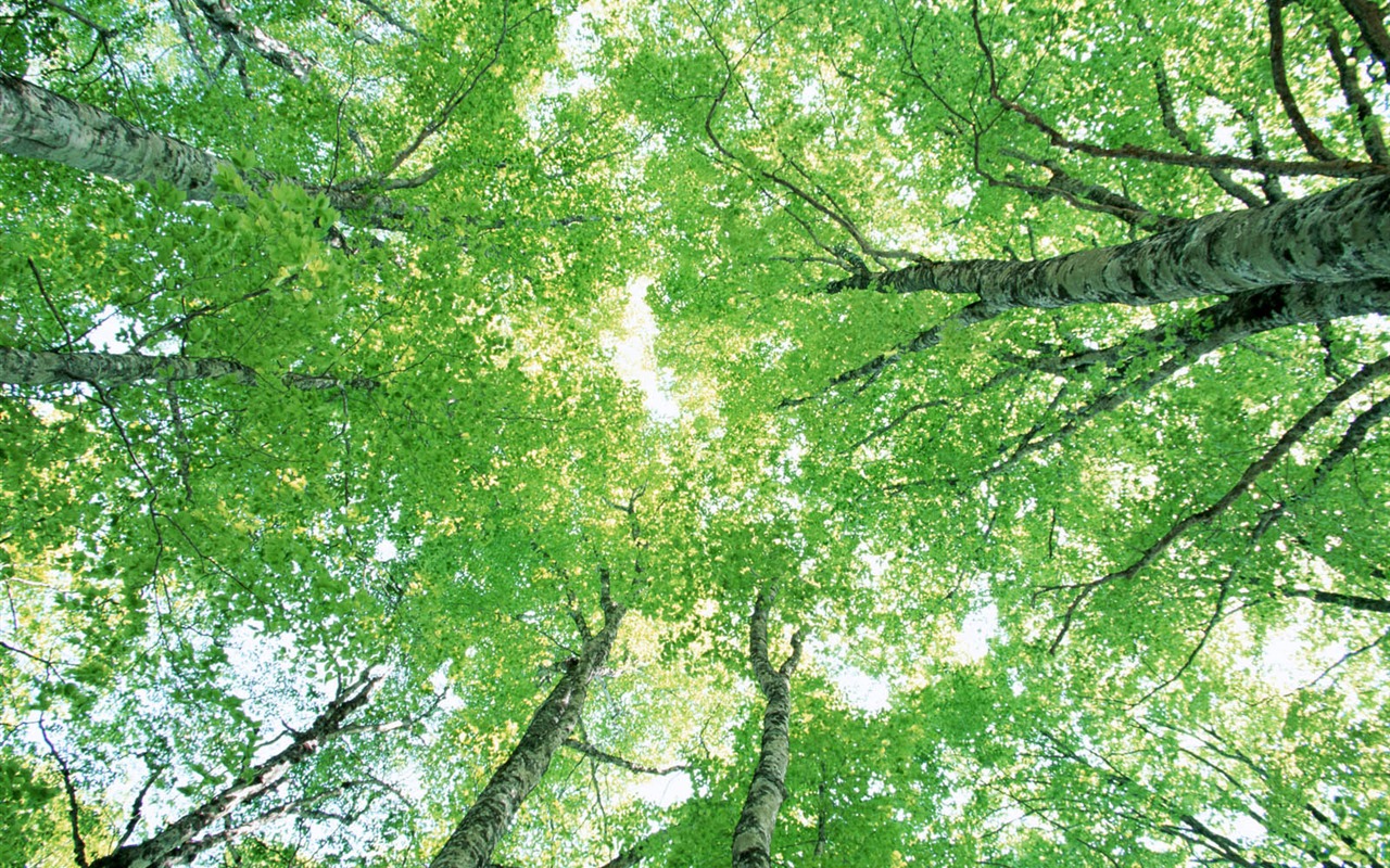 Green leaf photo wallpaper (2) #16 - 1280x800