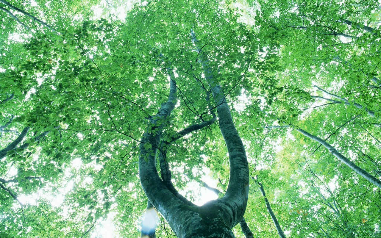 녹색 잎 사진 벽지 (2) #18 - 1280x800