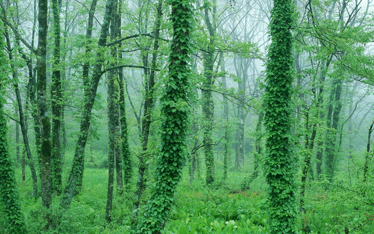 녹색 잎 사진 벽지 (2) #20 - 1280x800