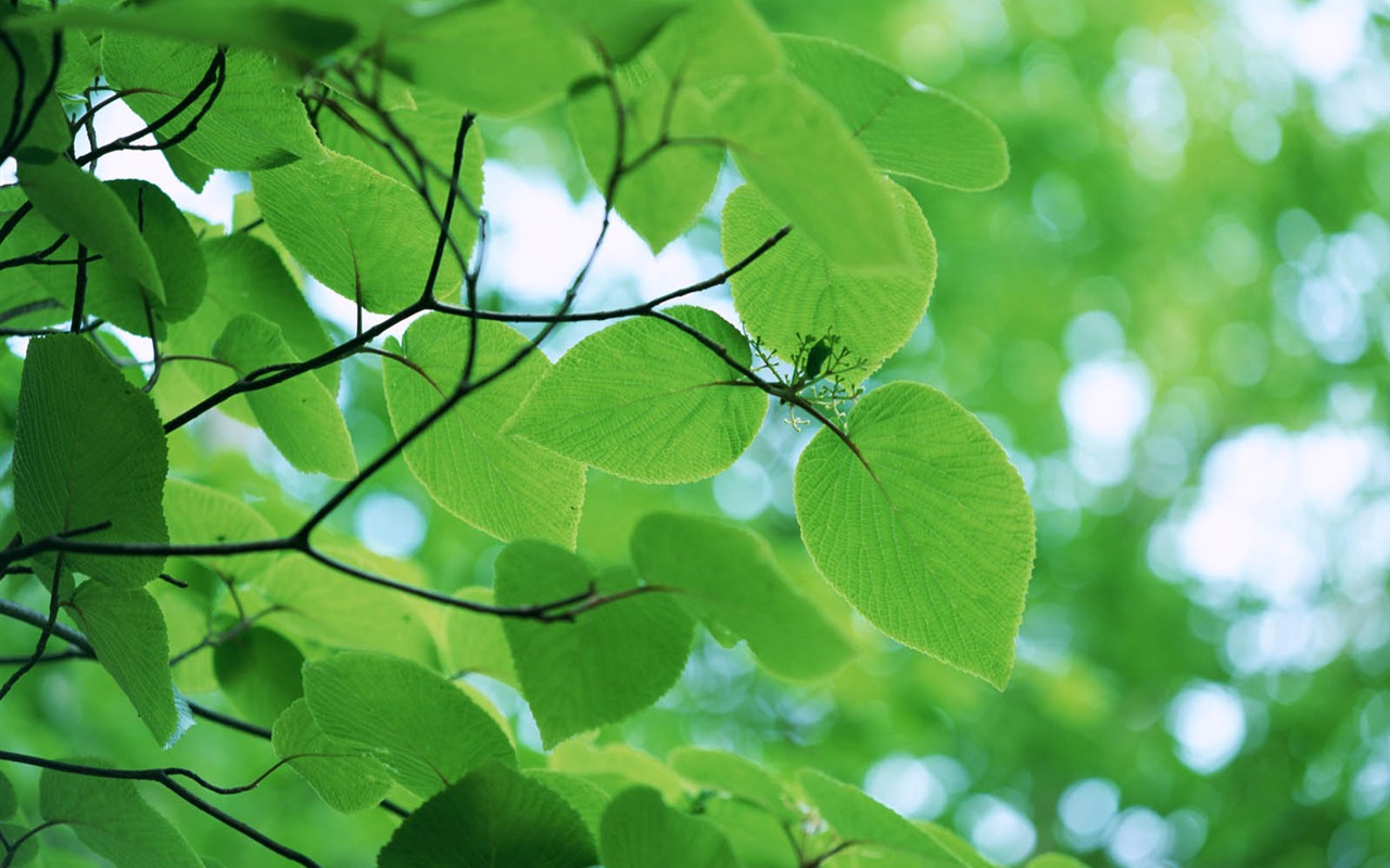 Green leaf photo wallpaper (3) #1 - 1280x800