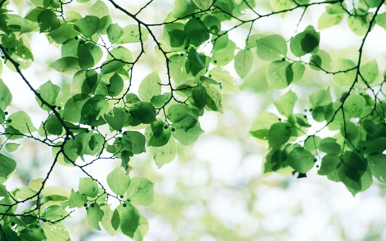 Green leaf photo wallpaper (3) #4 - 1280x800
