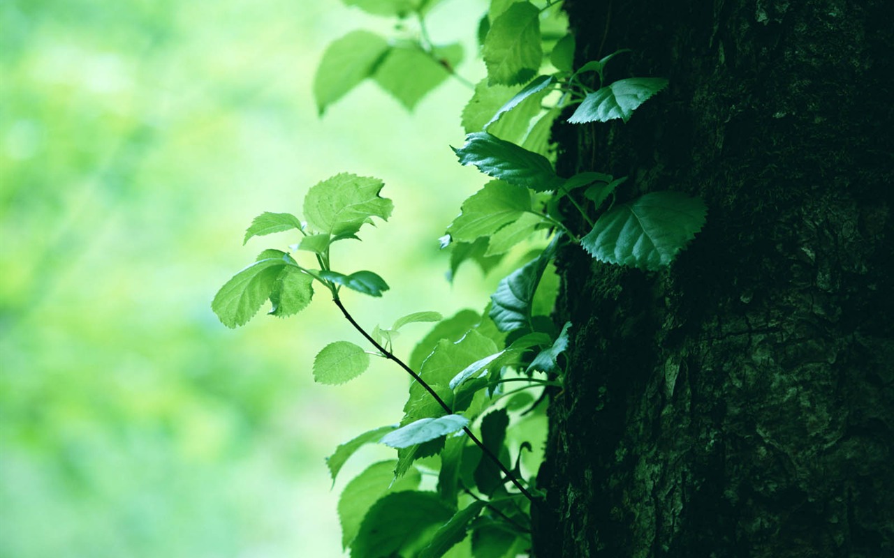 Green leaf photo wallpaper (3) #5 - 1280x800