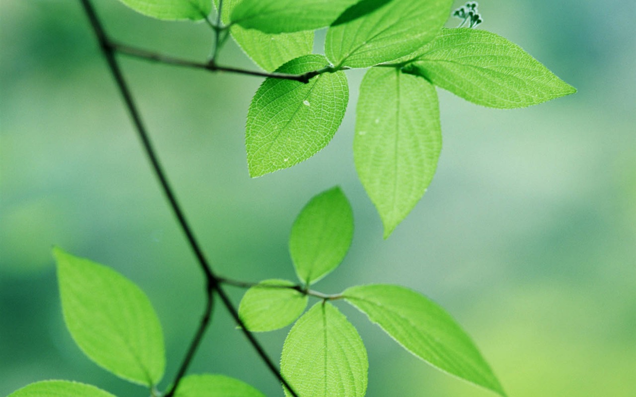 Green leaf photo wallpaper (3) #6 - 1280x800