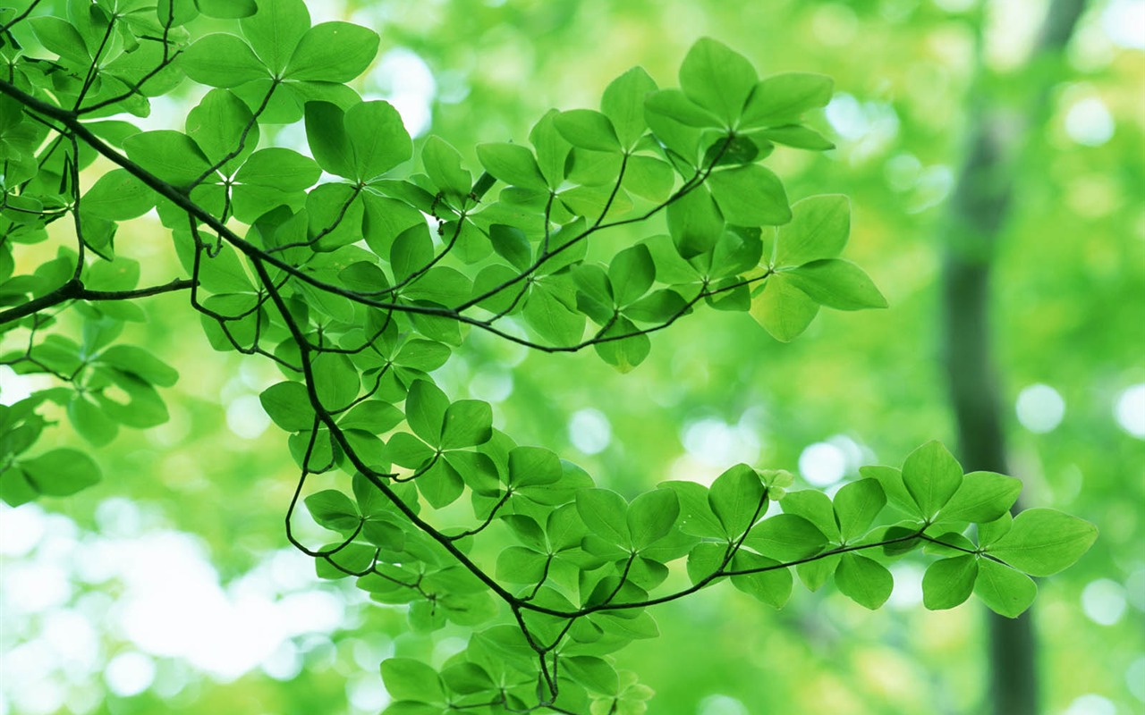 Green leaf photo wallpaper (3) #7 - 1280x800
