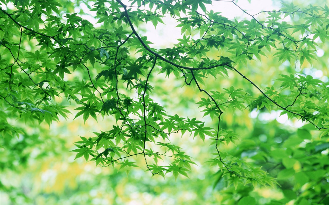 Green leaf photo wallpaper (3) #9 - 1280x800