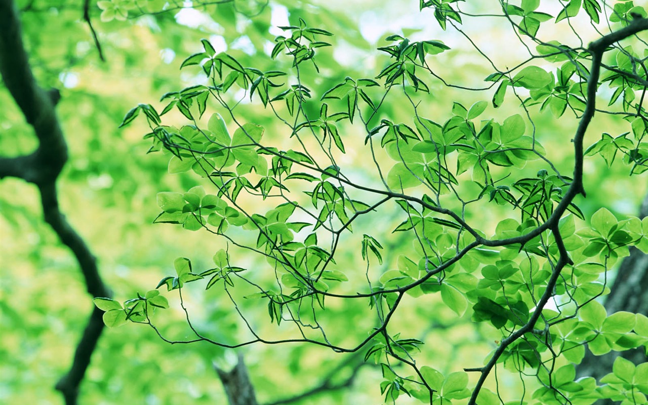 Green leaf photo wallpaper (3) #10 - 1280x800