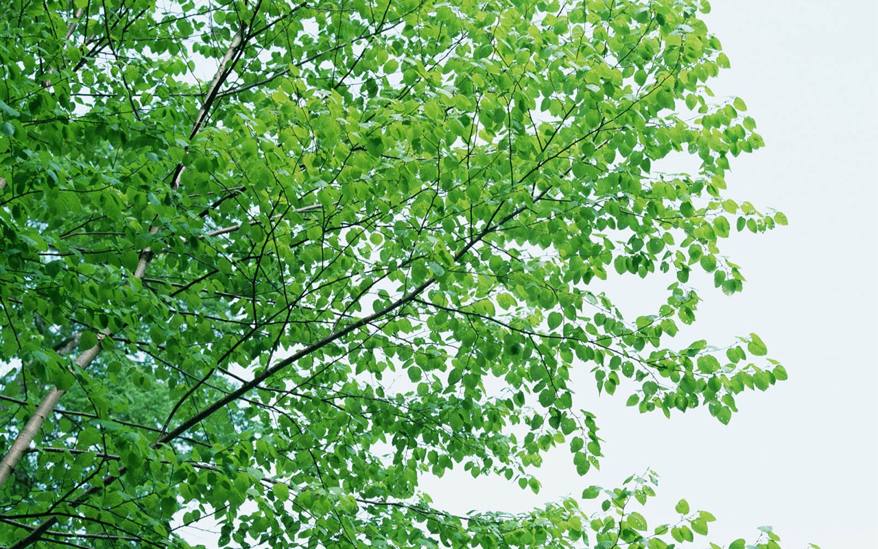 녹색 잎 사진 벽지 (3) #12 - 1280x800