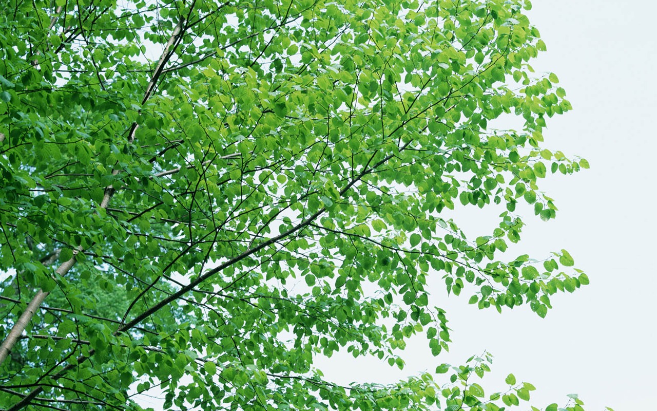 Green leaf photo wallpaper (3) #12 - 1280x800