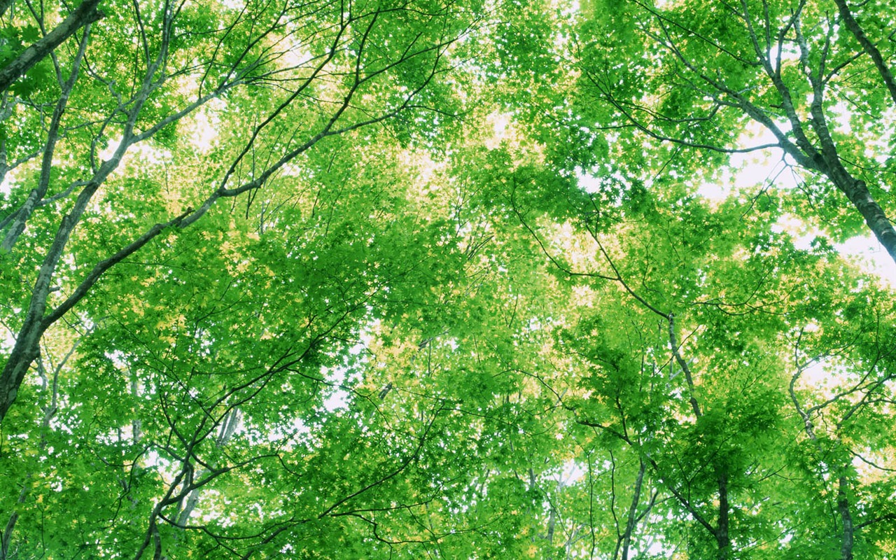 녹색 잎 사진 벽지 (3) #13 - 1280x800
