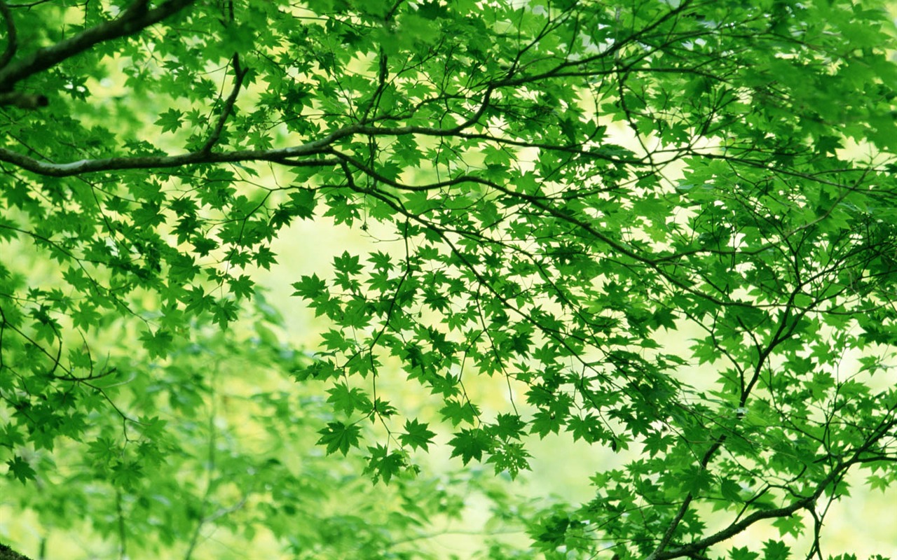 녹색 잎 사진 벽지 (3) #14 - 1280x800
