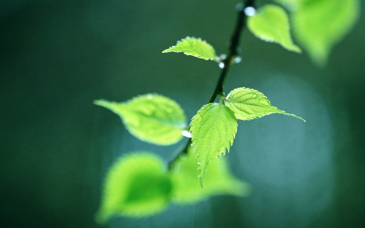Green leaf photo wallpaper (3) #15 - 1280x800