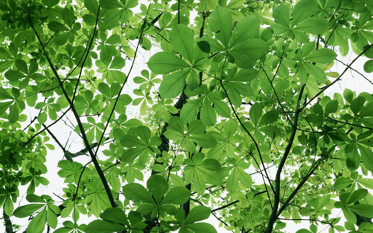 녹색 잎 사진 벽지 (3) #17 - 1280x800