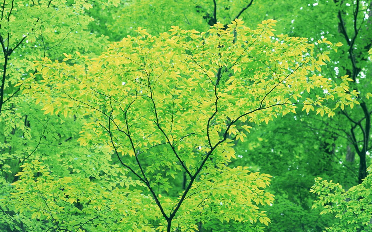 Zelená listová foto tapetu (3) #18 - 1280x800