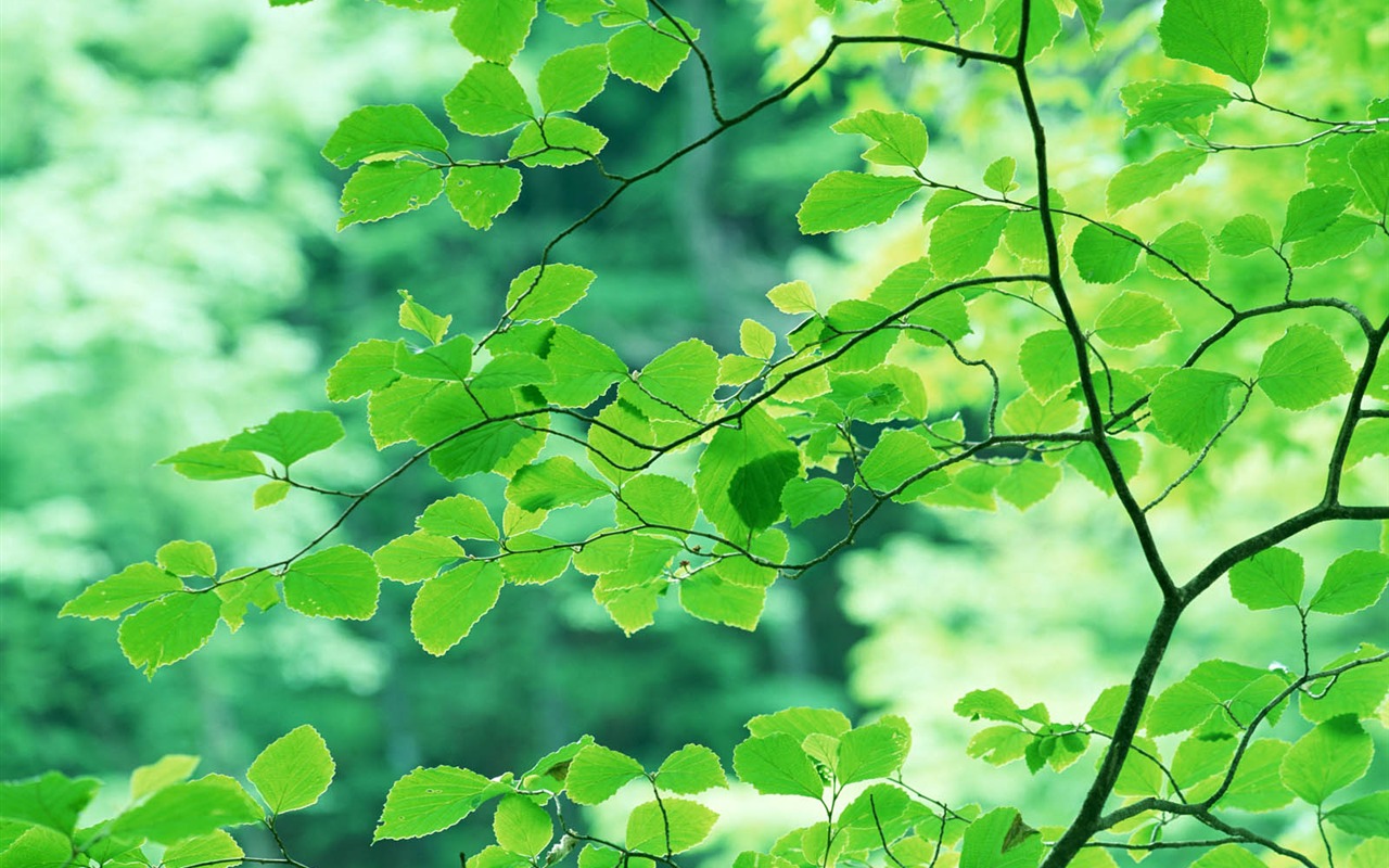 Green leaf photo wallpaper (3) #19 - 1280x800