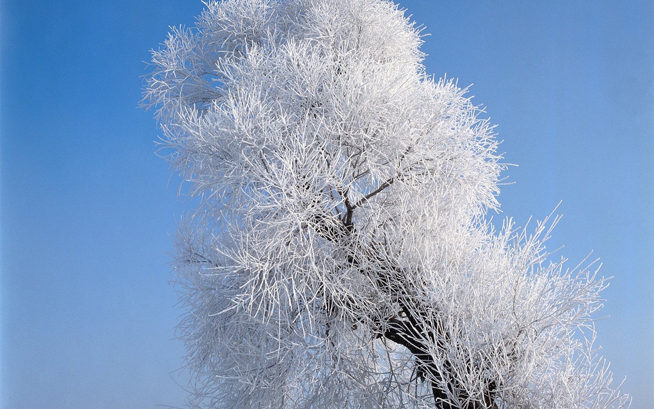Winter Snow wallpaper #2 - 1280x800