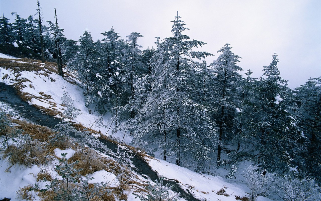 冬天雪景壁紙 #13 - 1280x800