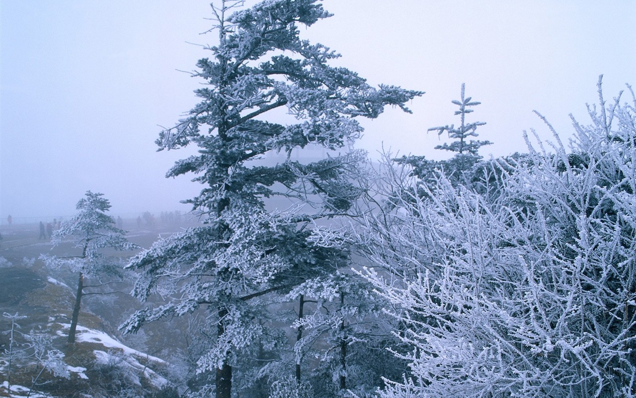 冬天雪景壁紙 #15 - 1280x800