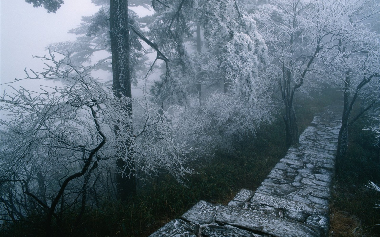 Zimní sníh tapety #17 - 1280x800