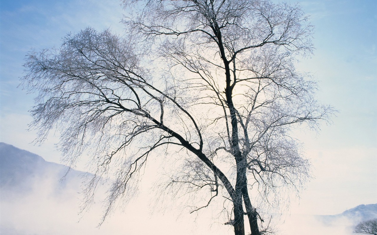 冬天雪景壁紙 #21 - 1280x800